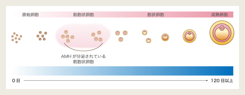 AMH（Anti-Mullerian hormone）とは？画像